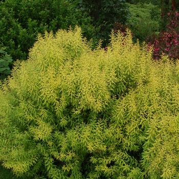 Spiraea thunbergii 'Mellow Yellow™' (307234)