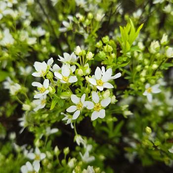 Spiraea thunbergii 'Mellow Yellow™' (307235)
