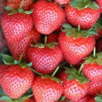 Fragaria 'Evie 2' 