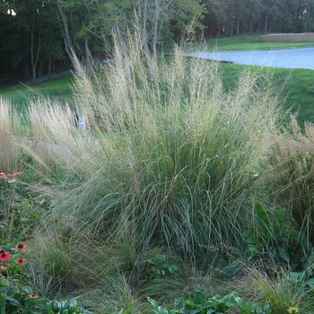 Sporobolus wrightii 'Windbreaker' (307238)