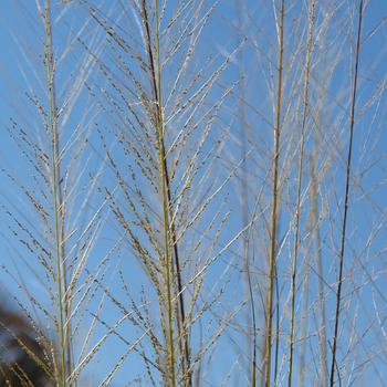 Sporobolus wrightii 'Windbreaker' (307239)