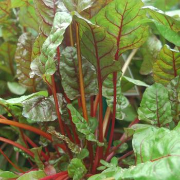Beta vulgaris 'Prima Rossa' 