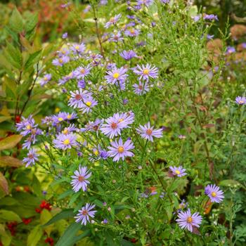 Aster laevis 'Bluebird'