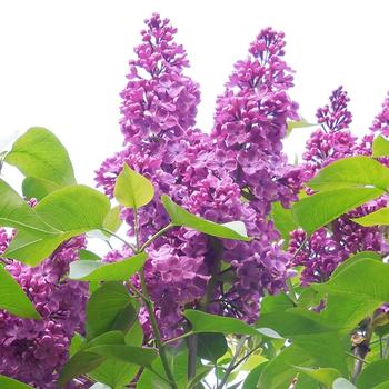 Syringa vulgaris 'Grandmas Purple'