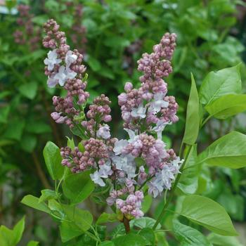 Syringa x hyacinthiflora 'Equinox Valley' (307244)
