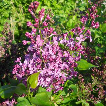 Syringa x hyacinthiflora 'Purple Glory'