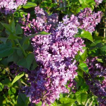 Syringa x hyacinthiflora 'Purple Glory' (307246)