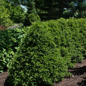 Taxus cuspidata 'Fastigiata' 