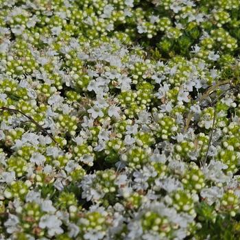 Thymus praecox ssp. arcticus 'Albus'