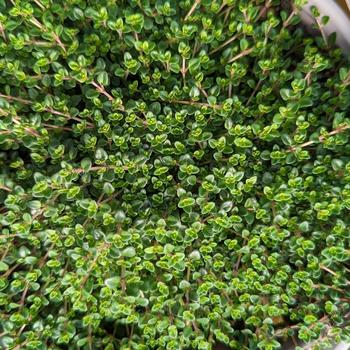 Thymus vulgaris 'Caborn Wine & Roses'
