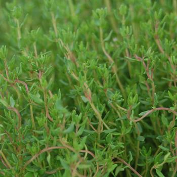 Thymus vulgaris 'Little Cutie'