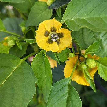Physalis philadelphica 'Tamayo' 