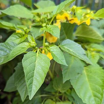 Physalis philadelphica 'Tamayo' (307254)