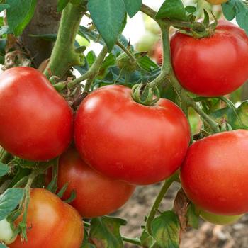 Lycopersicon 'Jamestown'