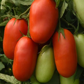 Lycopersicon 'Venti Salad'