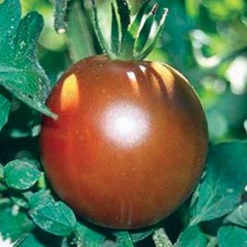 Lycopersicon 'Black Prince'