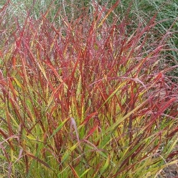 Panicum virgatum 'Blood Brothers' 