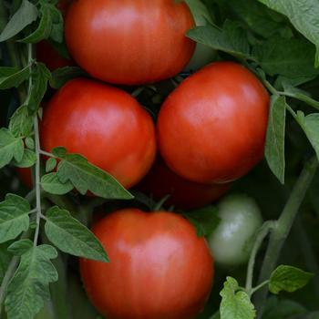 Lycopersicon esculentum 'Jersey Boy'