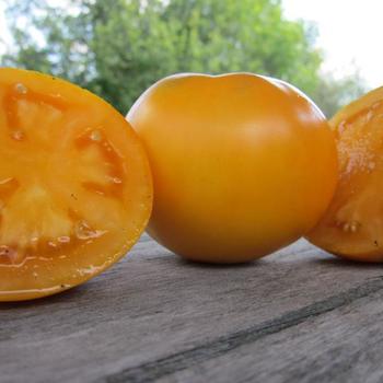 Lycopersicon 'Moonglow'