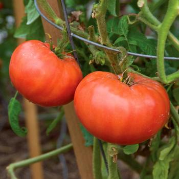 Lycopersicon 'Mortgage Lifter'