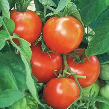 Solanum 'New Yorker' 