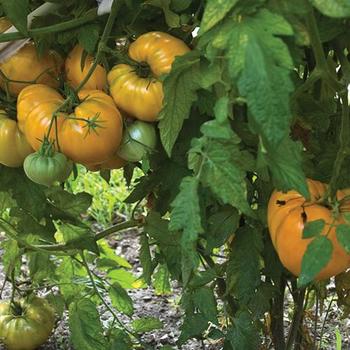 Lycopersicon 'Orange Strawberry Oxheart'