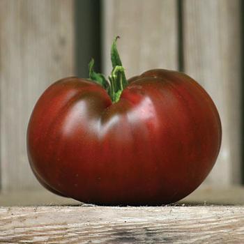 Lycopersicon 'Pierce's Pride'