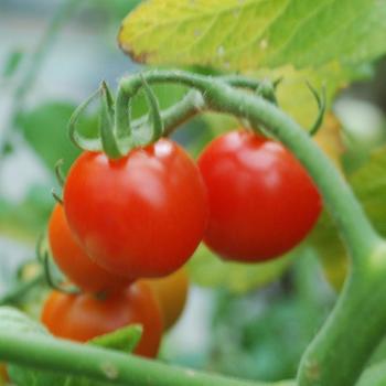 Lycopersicon 'Tomatoberry' (307281)