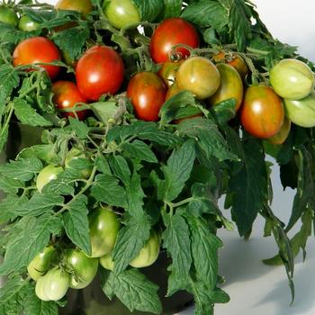 Lycopersicon 'Tumbling Tiger' 