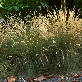 Festuca ovina 'Eilers Beauty™' 
