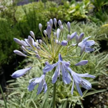 Agapanthus 'Tinkerbell' 
