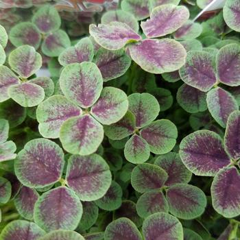 Trifolium repens 'Atropurpureum' 