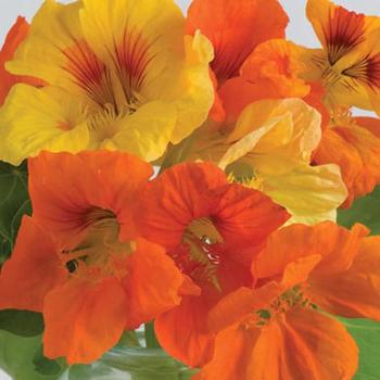 Tropaeolum majus 'Kaleidoscope Mix' 