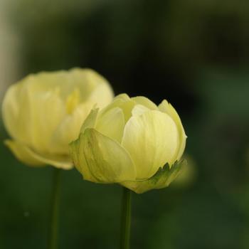 Trollius x cultorum 'Cheddar' 