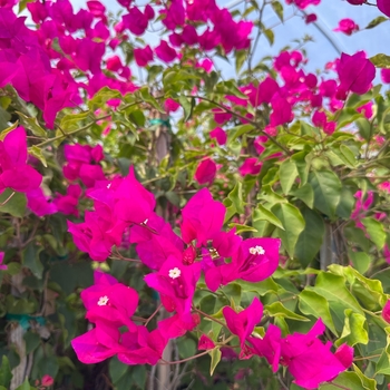 Bougainvillea 'Miami Pink' 
