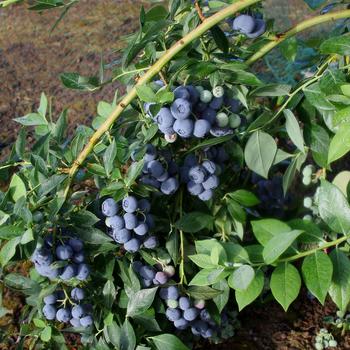 Vaccinium corymbosum 'Berries Galore' 