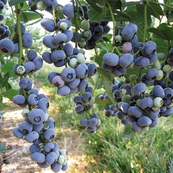 Vaccinium corymbosum 'Liberty' PP15,146
