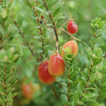 Vaccinium macrocarpon 'Lohzam' 