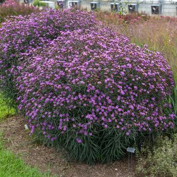 Vernonia 'Violet Night' PPAF