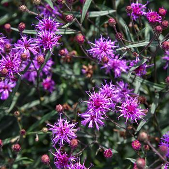 Vernonia 'Violet Night' (307301)