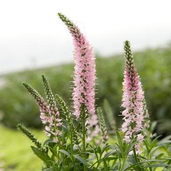 Veronica 'Sweet Lullaby' (307303)