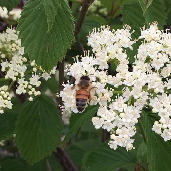 Viburnum dentatum 'Plum Pudding'