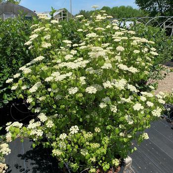 Viburnum dentatum NativeStar® 'Plum Pudding' (307307)