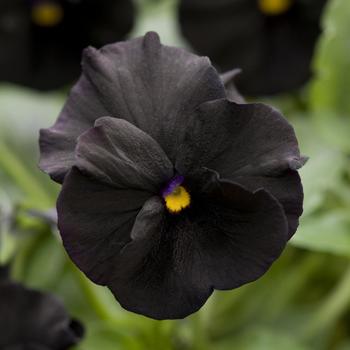 Viola cornuta 'Blackout' PP23369