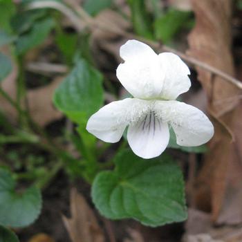 Viola striata 'Cream Violet' 