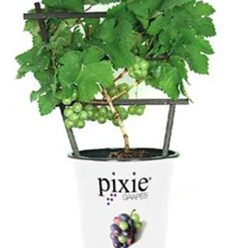 Vitis vinifera 'Riesling' 