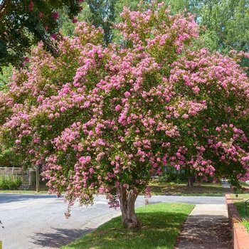 Lagerstroemia indica x fauriei 'Sioux' 