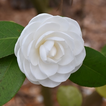 Camellia japonica 'Nuccio's Gem' 