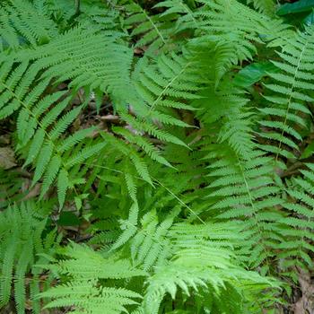 Thelypteris noveboracensis