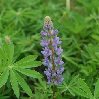 Lupinus perennis